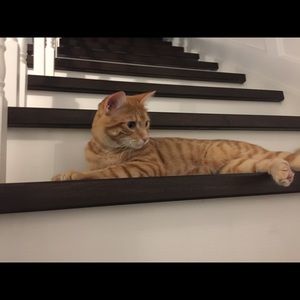 Meet your Posher, Layla